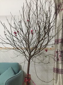 过年买回来的桃花树如何养的开花不凋谢 