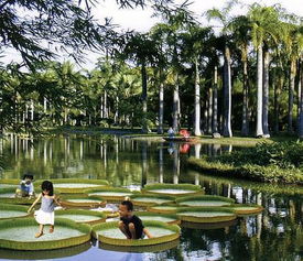 西双版纳迷人植物王国一日游,带给你不一样的神秘之行 勐仑植物园 傣族园景区
