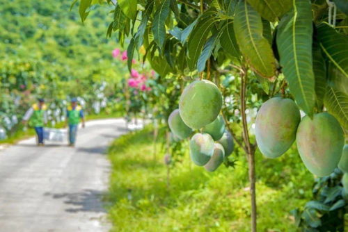 40.5万亩芒果产值达14亿元 四川攀枝花仁和区芒果产业背后有 黑科技
