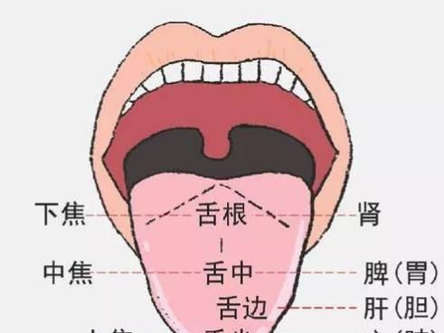 舌头上肝阴线图片(舌头上肝区有乌斑是什么原因)