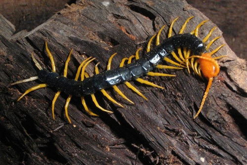 世界最可怕的十种蜈蚣, 体长近半米实在太吓人