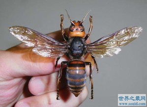 世界上体型最大的蜜蜂,也是已知最大的活蜂种 