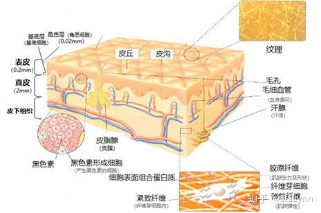 人体皮肤 表层 真皮层 皮下组织的八大功能 