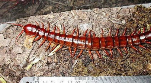 海关截获5条 世界最大 最毒 蜈蚣 有多可怕 究竟拿来想干嘛