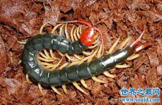 世界上最大的蜈蚣,半米长的蜈蚣你见过吗 