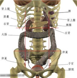 女性腹部内脏分布图女性左下腹部件图(女人内脏构造下左腹部)