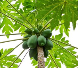 5种水果的奇葩生长方式,菠萝 木瓜不算啥,图4长在花盆里 