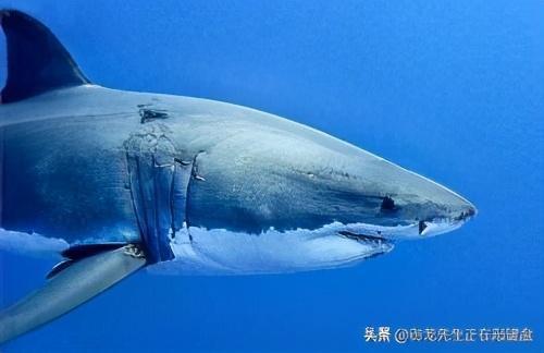 五个巨齿鲨的秘密 恐惧来源于未知,同样好奇也来源于未知