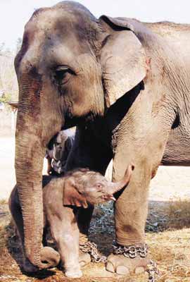 泰国为什么信仰大象(泰国为什么被称为大象之邦)