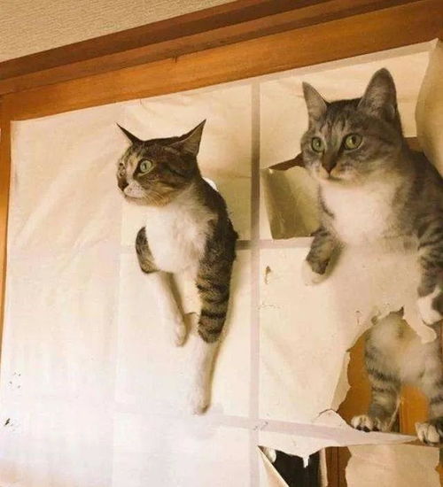 猫是如何在家刷存在感的