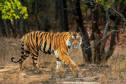 同类相食 印度一只雄虎吃掉一只虎崽,4个月前曾杀死一只母虎