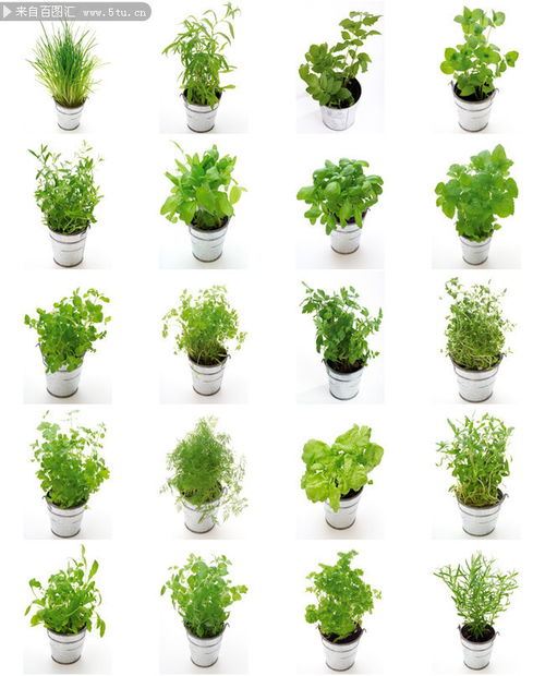 绿色植物盆栽图片下载