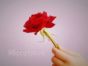求一张手举一支红玫瑰的图片,和下图差不多,但是是红玫瑰 