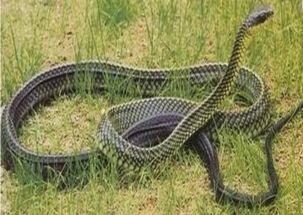 眼镜蛇钻老人被窝 长约1.45米,重1.5公斤,有剧毒 