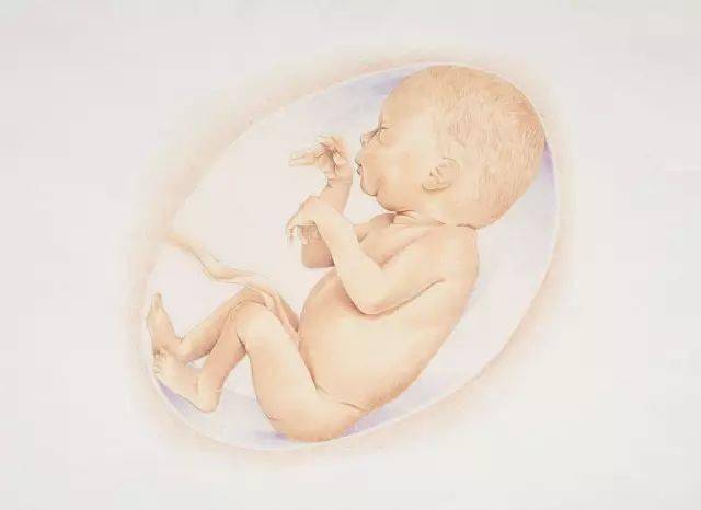 科学孕育 怀孕1 10月胎儿生长发育图 ,准爸妈收藏