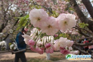 大连旅顺樱花节要门票多少钱旅顺樱花园什么时候开(旅顺樱花节地点)