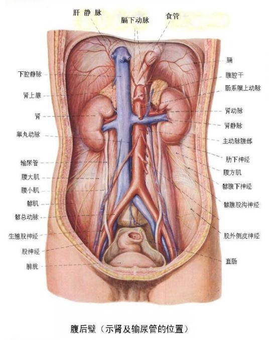 女性腹部内脏分布图男性下腹部解剖结构(女性腹部内部构造)