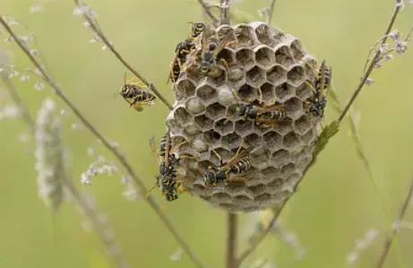 蜜蜂居然用粑粑来抵御马蜂的攻击
