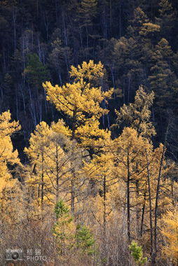 内蒙古莫尔道嘎 在全国最大森林公园赏秋 