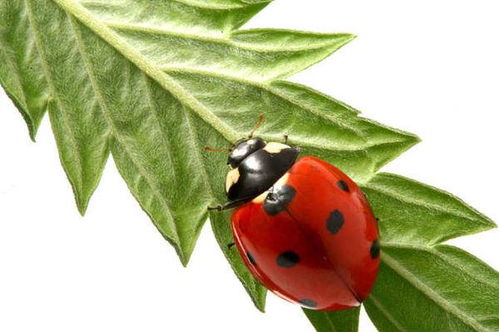 请问,瓢虫,英语为什么说,ladybug 