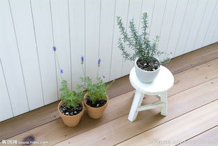 阳台盆栽植物图片 