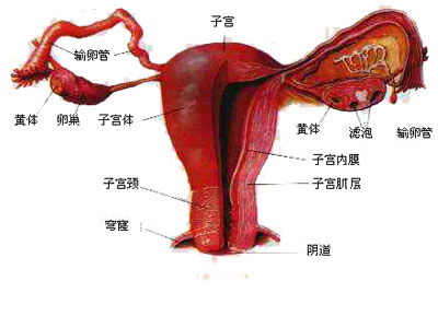 女性解剖结构图(女性生理构造结构图外观解剖)