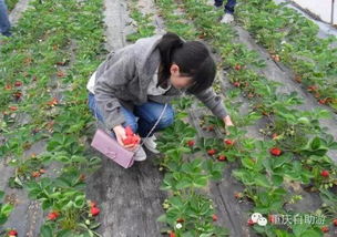 草莓采摘园多少钱一斤(草莓采摘园怎么收费)