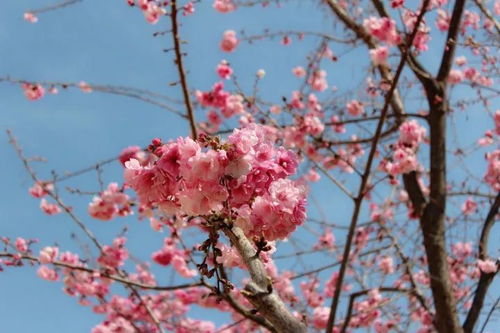 武汉的樱花开了,真的很美