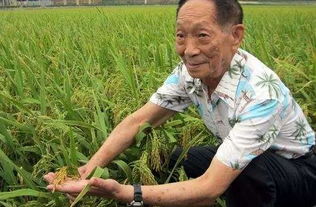 袁隆平是水稻专家,他培养弟子也是不予余力,并让他们都学有所成