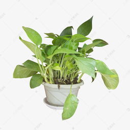绿色盆栽植物素材图片免费下载 千库网 
