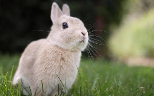 可爱小兔子图片卡通头像软萌可爱的小兔子图片壁纸(高清可爱的小兔子头像图片萌萌哒)
