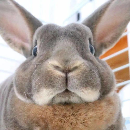 这是我见过表情最丰富的兔了