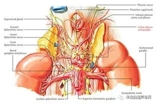 肚子周围是什么部位分布图(肚子周围都是什么器官)