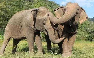 泰国为什么重视大象(泰国为什么崇拜大象)