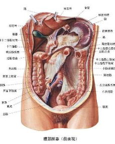 腹部图片位置(腹部图各部位图)