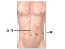 医学图库 腹部整形术 正常解剖 图解 
