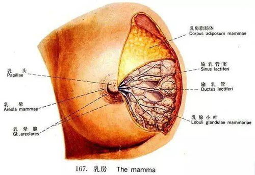乳腺保养十大话术