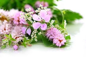 鲜花素材精美鲜花花朵特写植物鲜花摄影背景图片