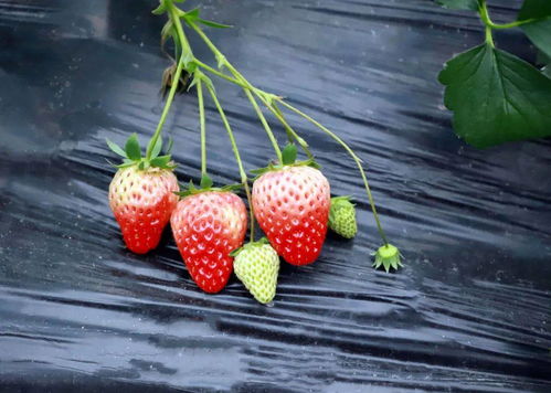 附近草莓园采摘地址最近的长沙水果采摘(长沙市草莓采摘园)