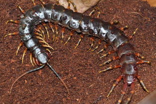 地球上最大的蜈蚣,据说能长到0.6米,能吃蛇 
