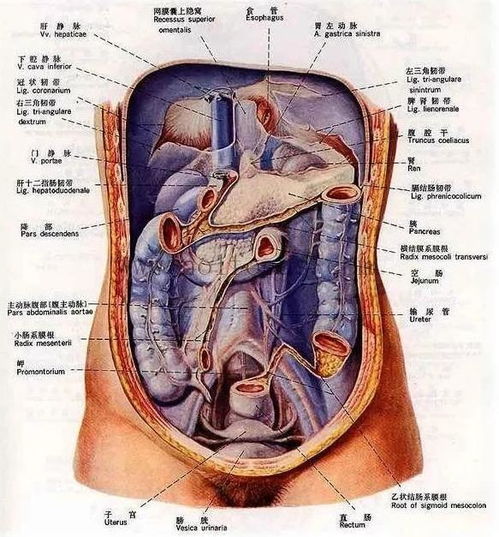 腹部在哪里位置图(腹部在哪?)