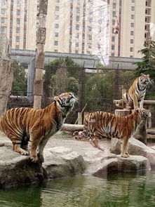 上海野生动物园 成人票上海野生动物园挺值得一去的好地方 动物品 驴妈妈点评 