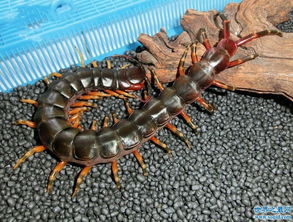 世界上最大的蜈蚣,加拉帕格斯巨人蜈蚣0.6米,能吃掉一条蛇 