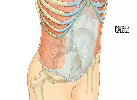 女性腹部示意图的全部位置(女性腹部的准确位置示意图)