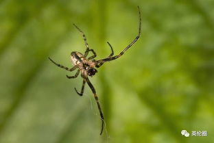 在英国睡觉每年吞掉8只蜘蛛 这是家中常见的10个种类 