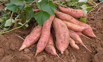 一亩地产多少斤红薯,目前经济效益多少