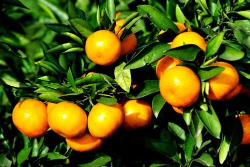 橘生淮南则为橘,生于淮北则为枳 比喻什么 用四个字 