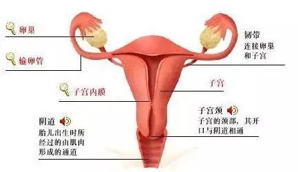 女性子宫和阑尾位置图(子宫与阑尾的位置近吗)