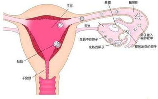 卵巢的解剖位置示意图(卵巢解剖结构图)