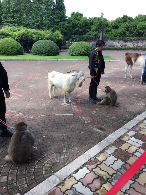 上海野生动物园 成人票 包含猛兽区大巴游览 上海野生动物园野生动物园第一次来 九点多到的 驴妈妈点评 